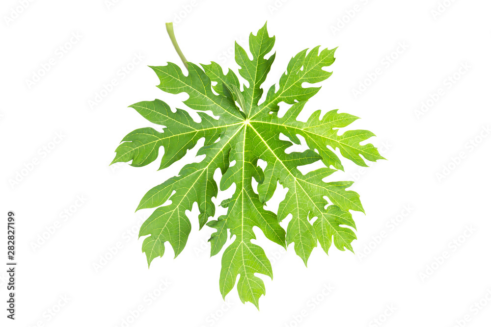 Papaya leaf isolated on white. clipping path Papaya leaf isolated on white. clipping path