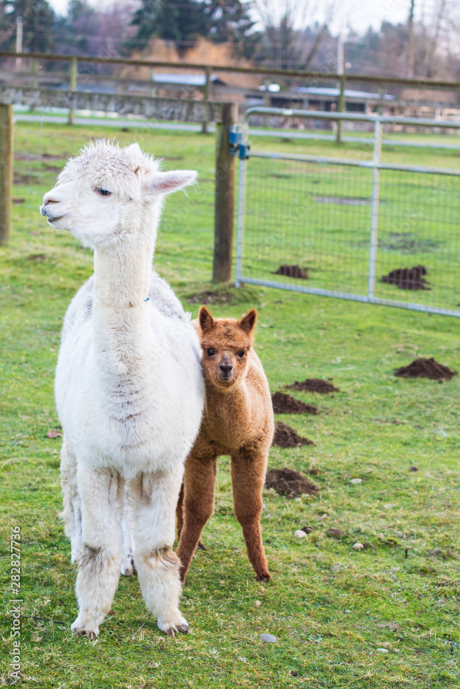 Fototapeta premium Cute Alpaca on the farm. Beautifull and funny animals from ( Vicugna pacos ) is a species of South American camelid.
