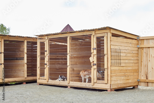 Dog kennel with Siberian Husky.