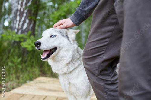 Dog kennel with Siberian Husky.