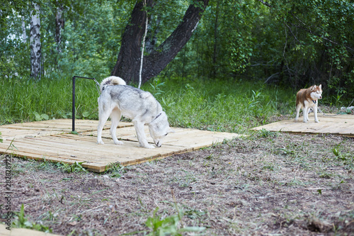 Dog kennel with Siberian Husky.