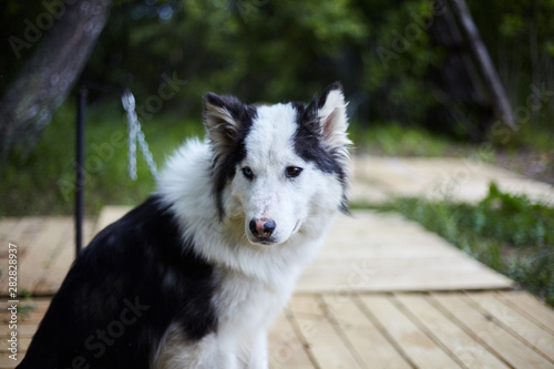 Dog kennel with Siberian Husky.