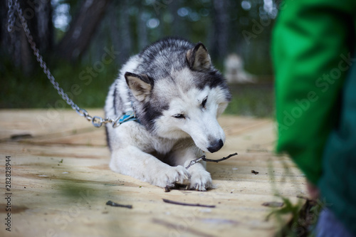 Dog kennel with Siberian Husky.