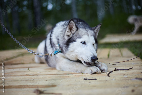 Dog kennel with Siberian Husky.