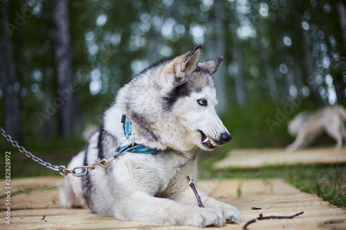 Dog kennel with Siberian Husky.