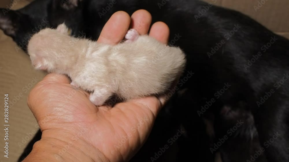 New born brown kitten on hand, age 5 minutes. New born brown kitten on hand, age 5 minutes.