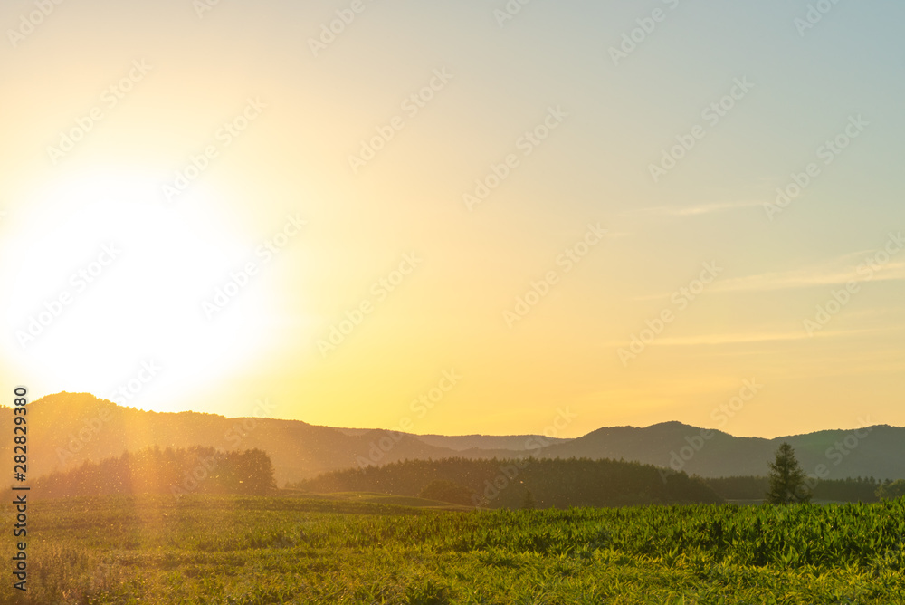 Scenic countryside sunset landscape with a plain wild grass field horizon view and a forest on background. 