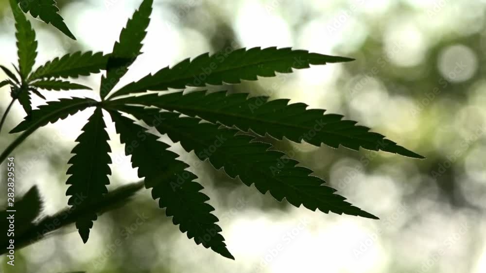 The backlit, evening light hemp leaves.In the sun, hemp is swaying.Forest thickets.Forest hygrophilous and shade-tolerant species.Sun through leaves. A goblin is visiting.Green leaves glow in the sun. The backlit, evening light hemp leaves.In the sun, hemp is swaying.Forest thickets.Forest hygrophilous and shade-tolerant species.Sun through leaves. A goblin is visiting.Green leaves glow in the sun.