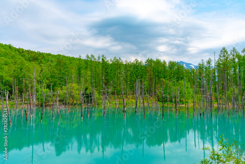 Blue pond (Aoiike) with reflection of tree in summer, located near Shirogane Onsen in Biei Town, Hokkaido, Japan