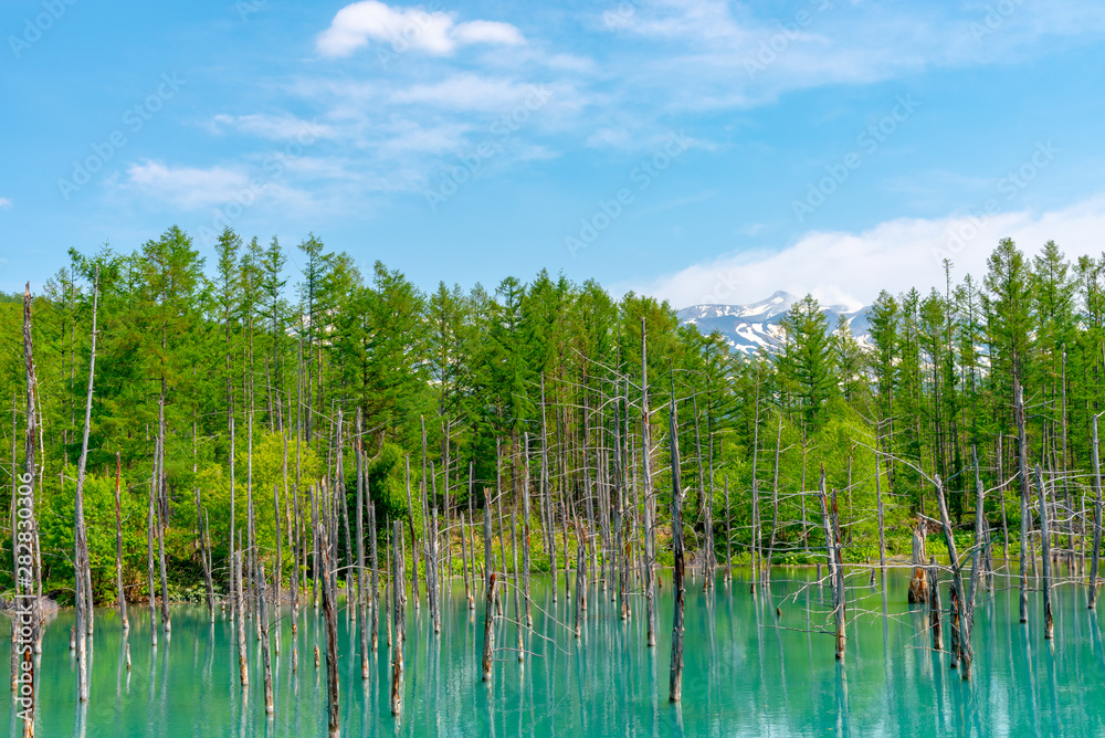 Blue pond (Aoiike) with reflection of tree in summer, located near Shirogane Onsen in Biei Town, Hokkaido, Japan