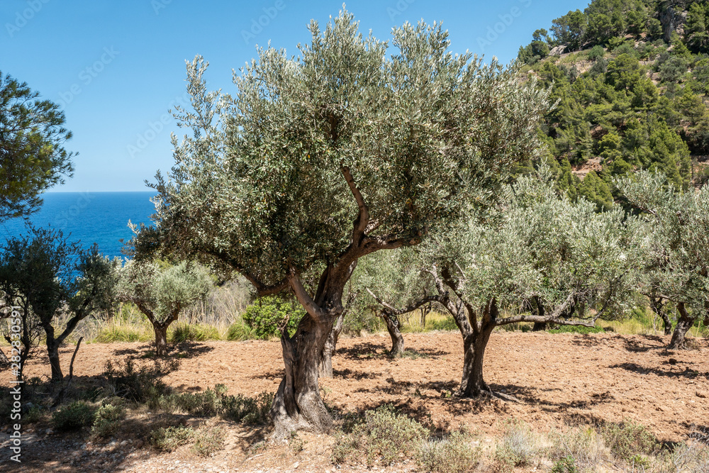 Olivenbäume auf Mallorca