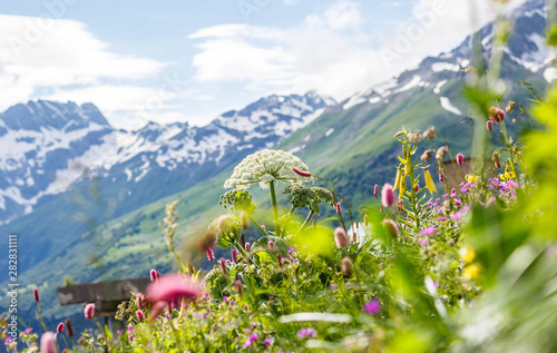 Field with flowering plants, herbs and flowers on Dombai in summer against the mountains with snow-capped peaks