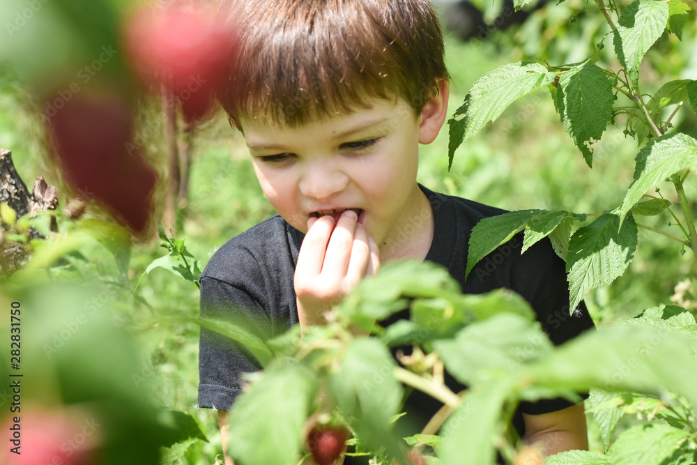 Little boy picking raspberries in garden. Child picking and eating ripe raspberries Little boy picking raspberries in garden. Child picking and eating ripe raspberries