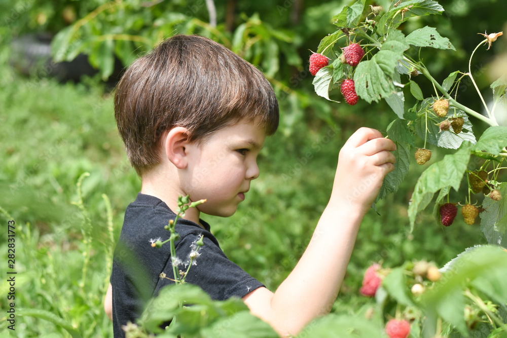 Little boy picking raspberries in garden. Child picking and eating ripe raspberries Little boy picking raspberries in garden. Child picking and eating ripe raspberries