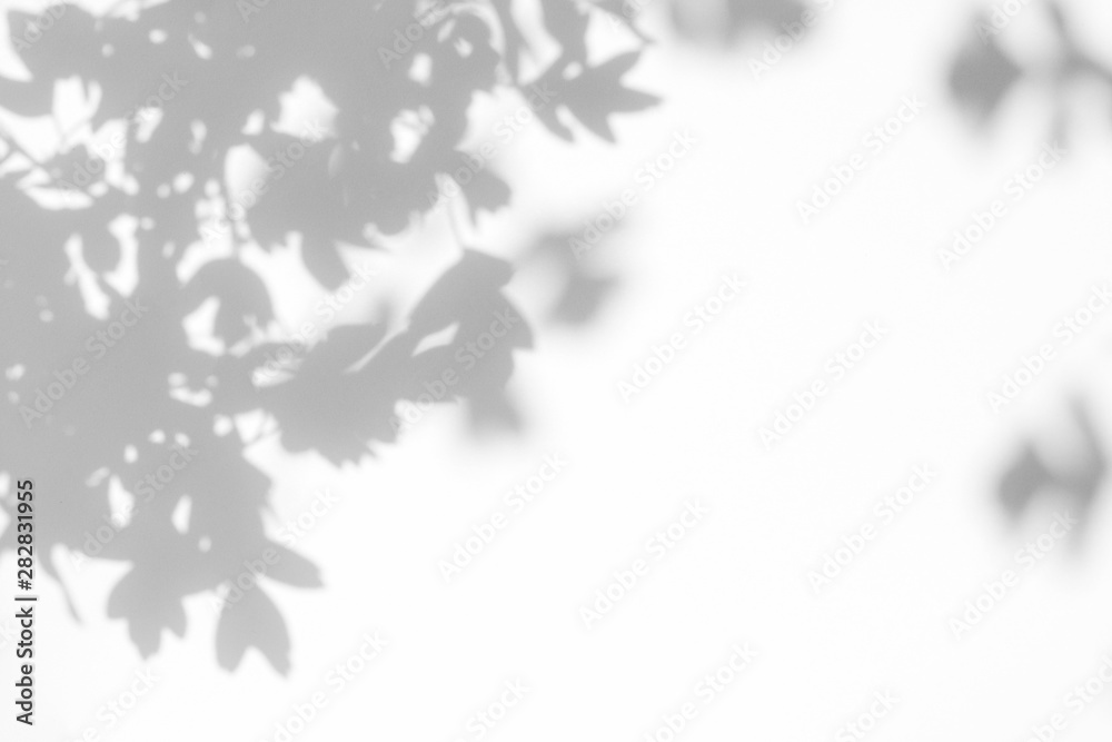Gray shadow of the hawthorn tree leaves on a white wall. Abstract neutral nature concept blurred background. Space for text. Overlay effect for photos and mockups.	