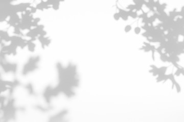 Gray shadow of the hawthorn tree leaves on a white wall. Abstract neutral nature concept blurred background. Space for text. Overlay effect for photos and mockups.	