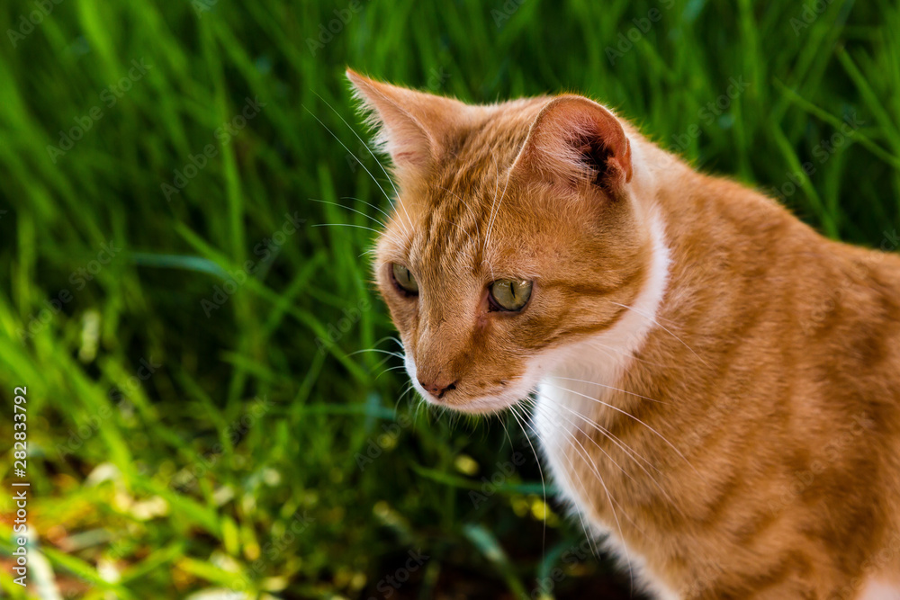Portrait of a red cat on a background of green grass