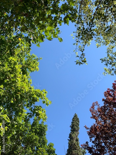 Vibrant summer colors green red on tree leafs through sky view in beautiful sunny summer day