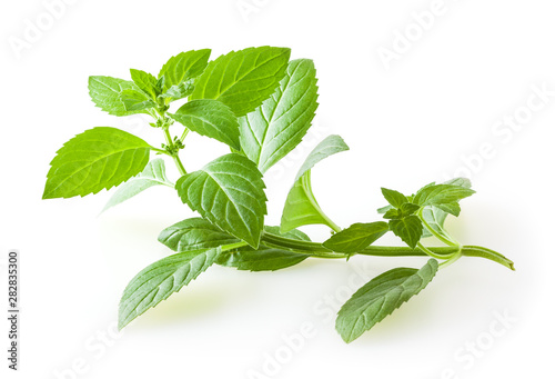 Fresh mint leaves isolated on white background photo