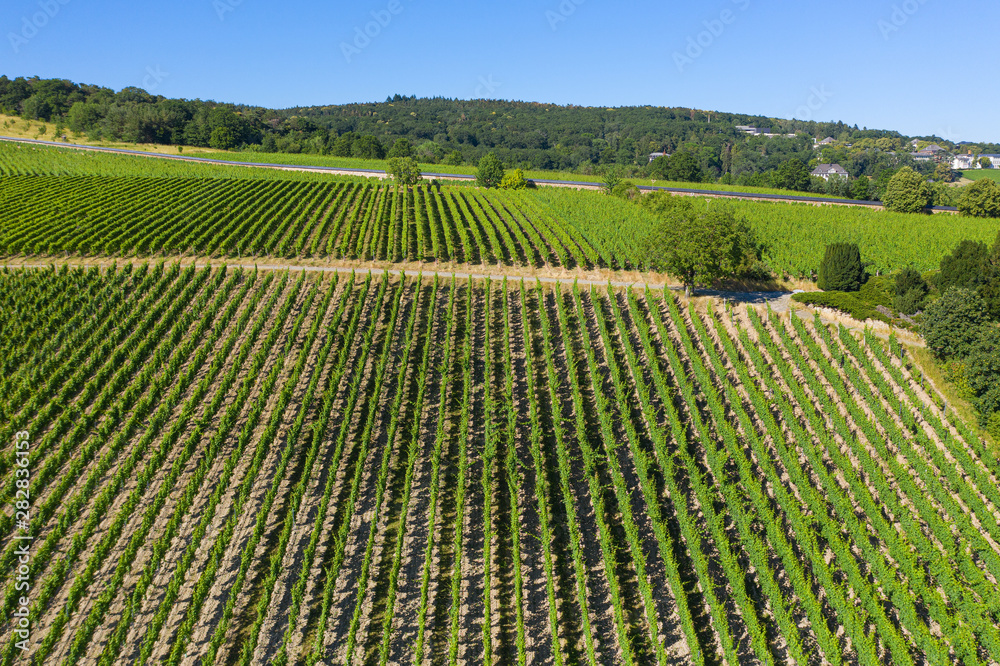 Blick von oben auf die Weinbege nahe Hattenheim/Deutschland im Rheingau