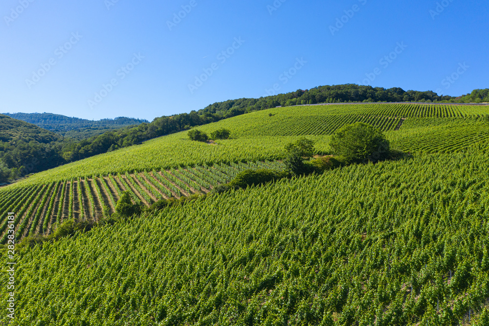 Blick von oben auf die Weinbege nahe Hattenheim/Deutschland im Rheingau