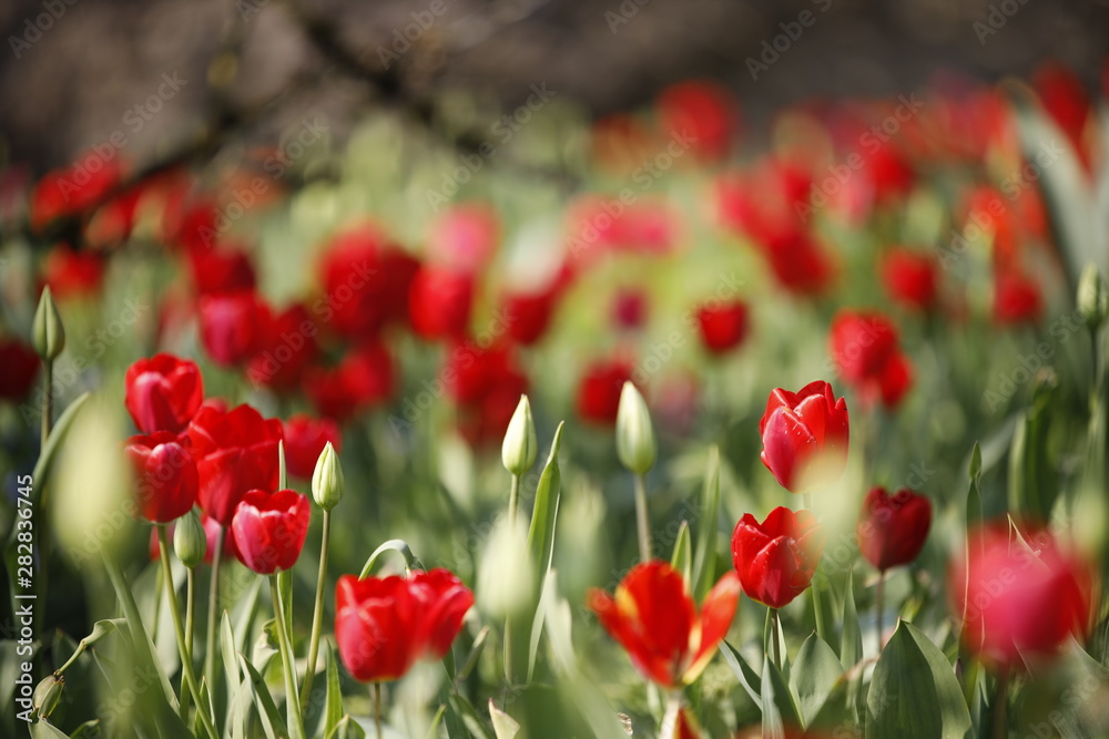 Fototapeta premium Tulpen