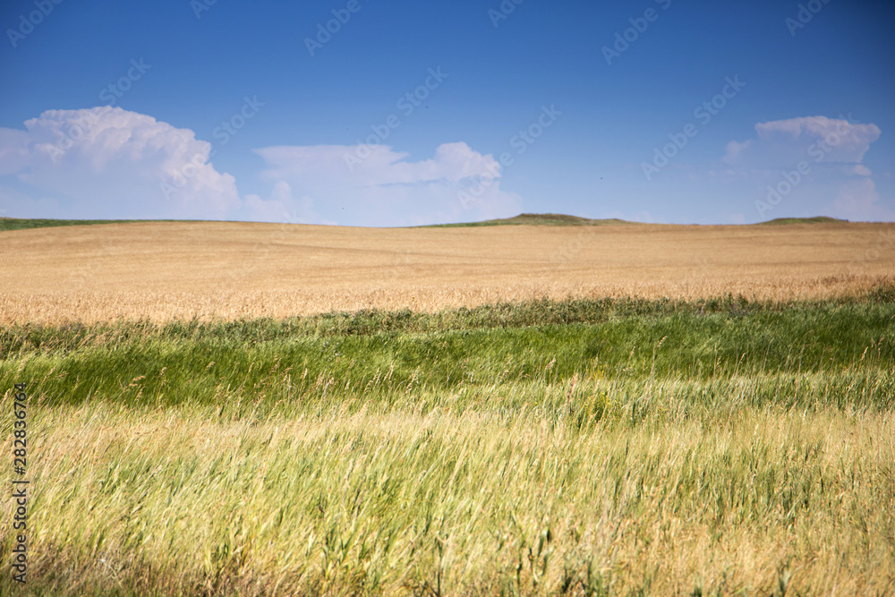 Golden Field on a farm in North Dakota