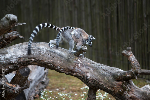 family of ring tailed lemurs walking on a tree branch