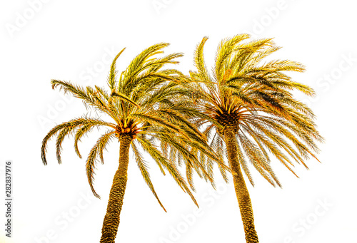 Two palm trees under sun rays on white background