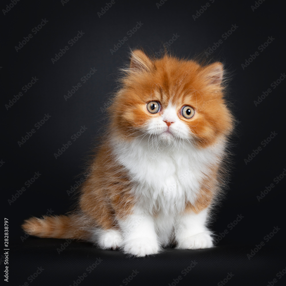 Adorable red with white British Longhair cat kitten, sitting facing front. Looking curious at camera with big round eyes. Isolated on black background.