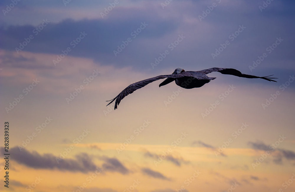 Obraz premium Pelican