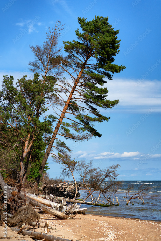 Baltic Sea coast at Cape Kolka