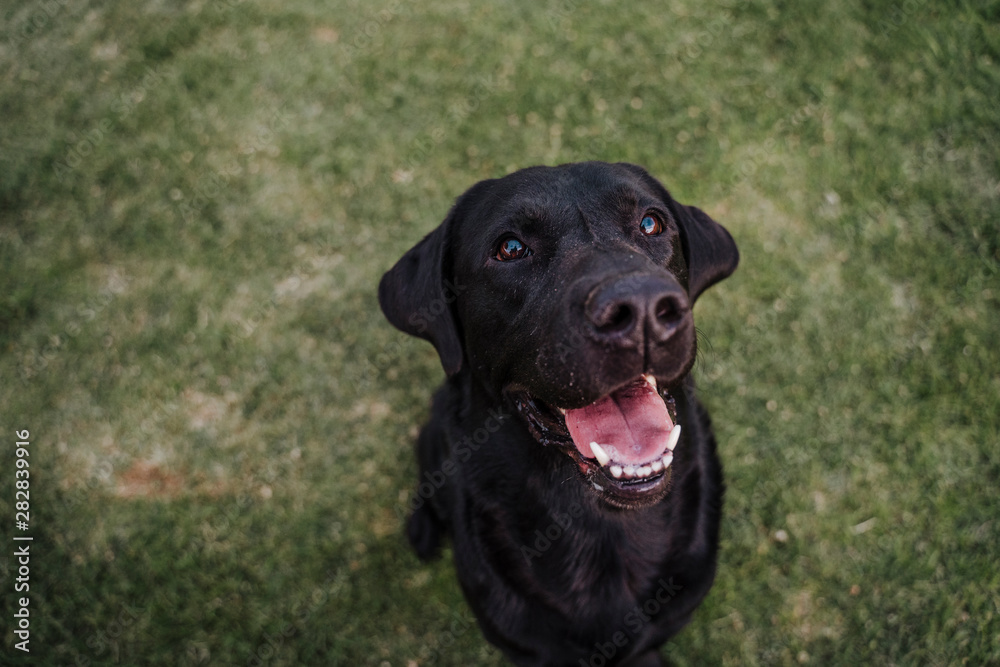 portrait of beautiful black labrador sitting on the grass in a park and looking at the camera. Fun outdoors. top view