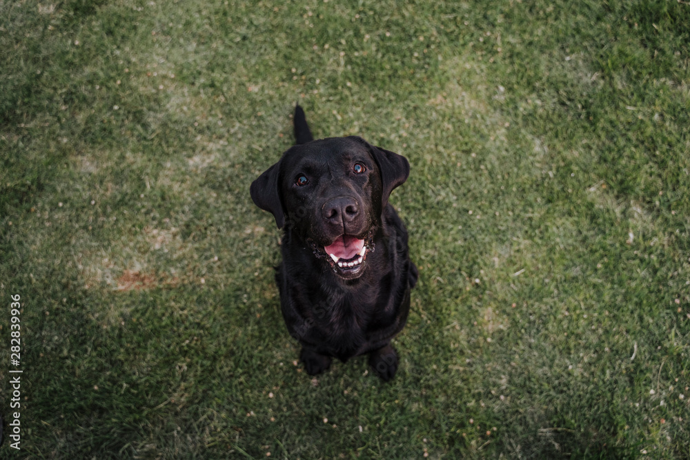 portrait of beautiful black labrador sitting on the grass in a park and looking at the camera. Fun outdoors. top view