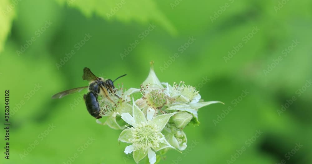 Blue Orchard Bee, Osmia lignaria, on a flower 4K Blue Orchard Bee, Osmia lignaria, on a flower 4K