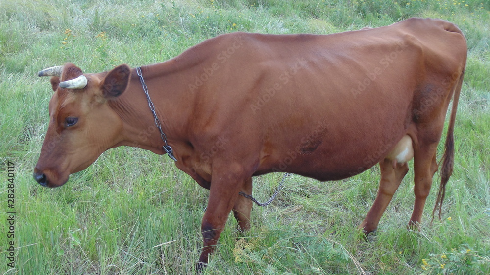 A red cow grazes on the lawn, funny dairy cow. A red cow grazes on the lawn, funny dairy cow.