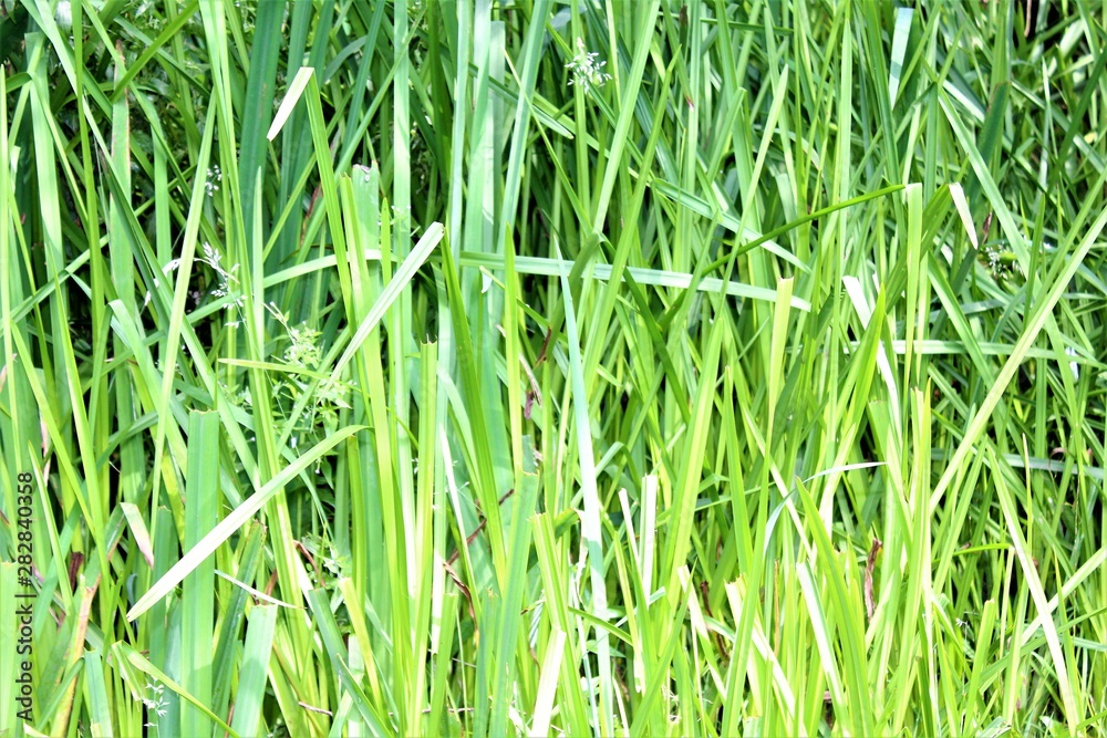 Obraz premium long grass 
