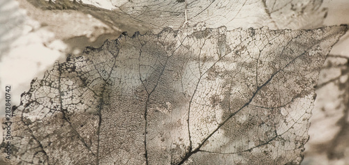 ceramic tile with transparent leaves pattern