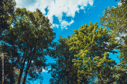 treetops in a german forest from the frog view