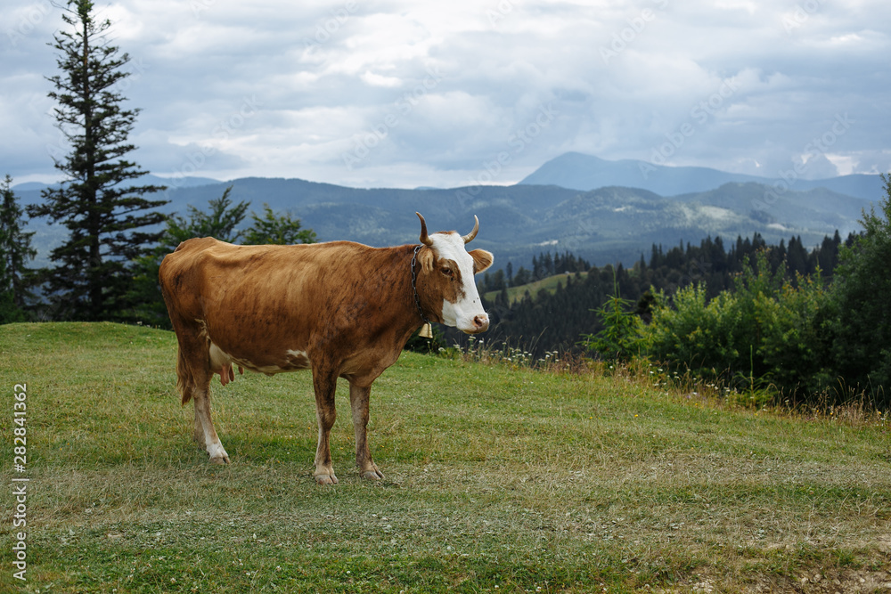 cow in the mountains in the meadow
