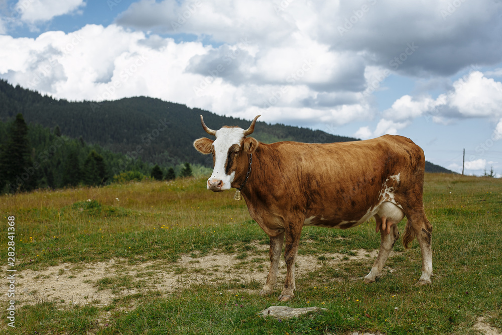 cow in the mountains in the meadow