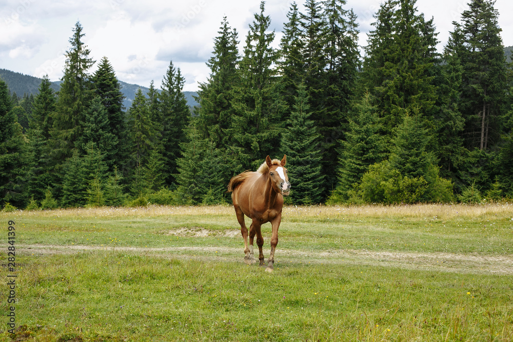 horse in the mountains against the background of the village horse in the mountains against the background of the village