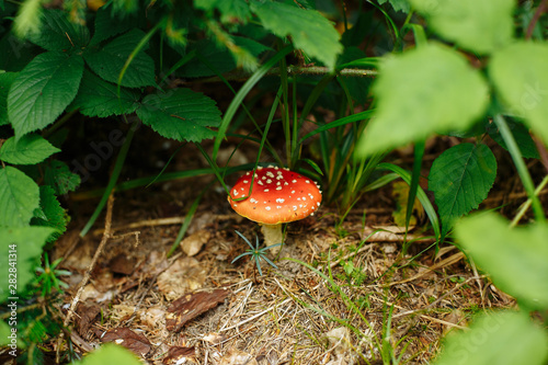 fly agaric with a red hat in the forest under the trees