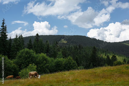 cow in the mountains in the meadow