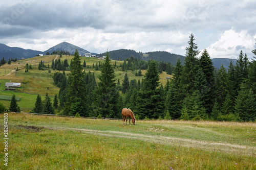 horse in the mountains against the background of the village