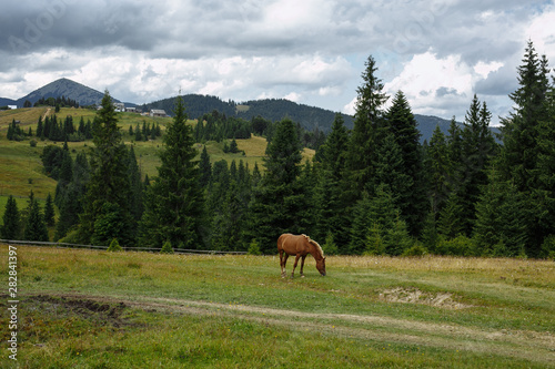 horse in the mountains against the background of the village