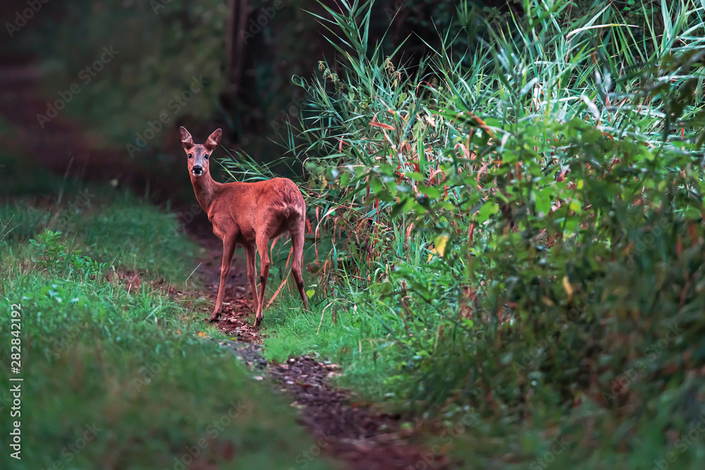 Roe deer doe on forest path looking towars camera. Roe deer doe on forest path looking towars camera.
