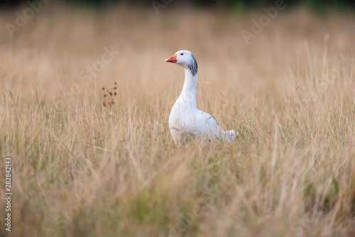 White goose in tall yellow grass. © ysbrandcosijn