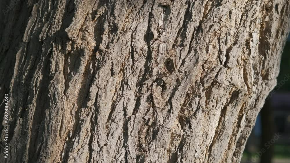 Texture of the bark of an old tree. Texture of the bark of an old tree.