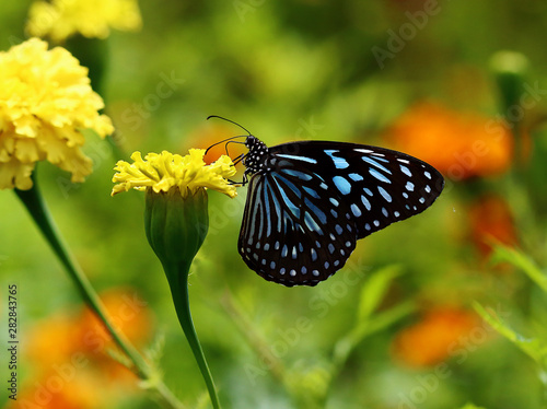 Blue tiger butterfly on a yellow marigold flower